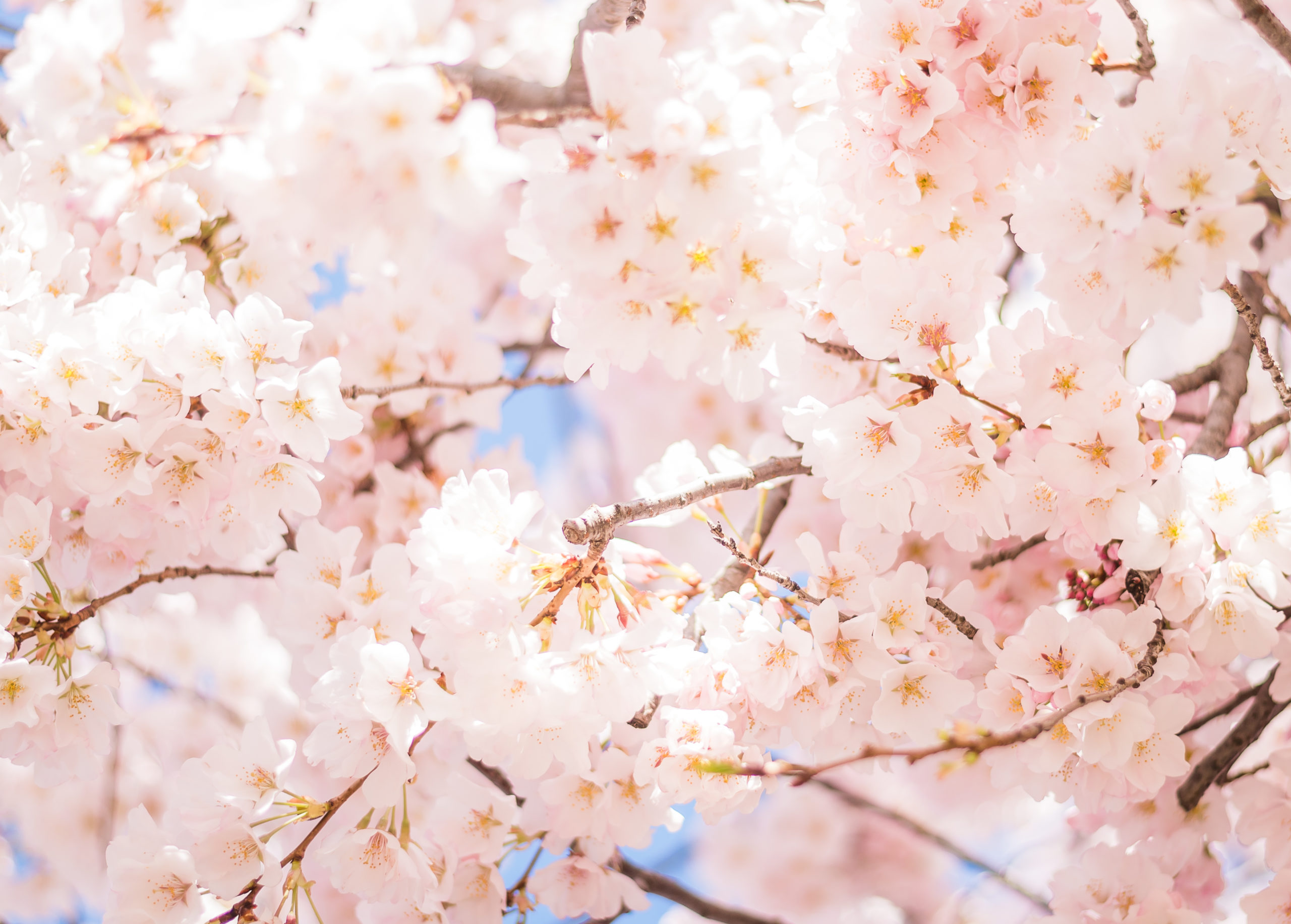 cherry blossoms dc